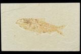 Bargain, Fossil Fish (Knightia) - Wyoming #121009-1